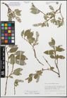Foto von Salix glauca subsp. callicarpaea (Trautv.) Böcher